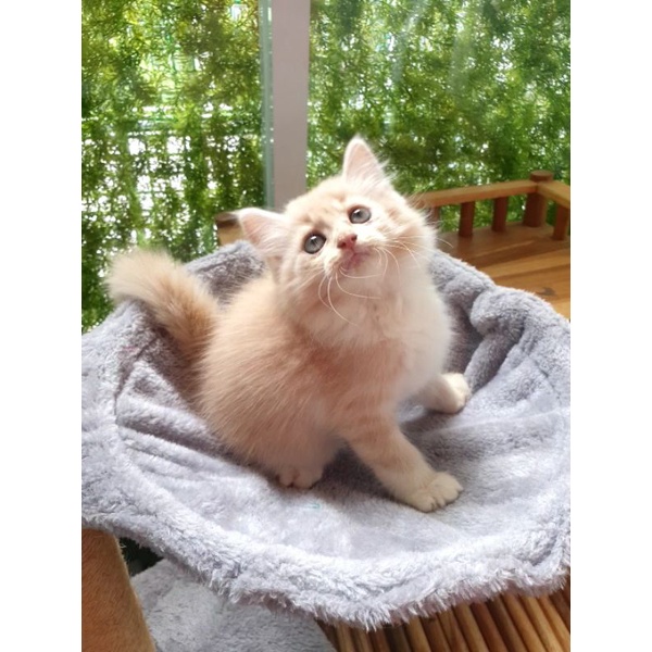 kucing persia flatnose / peaknose / himalaya /anggora / ragdoll