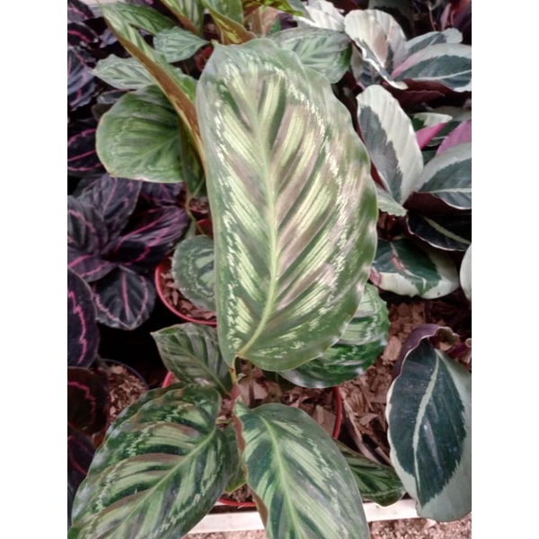 TANAMAN HIAS CALATHEA FLAMESTAR REAL PICT