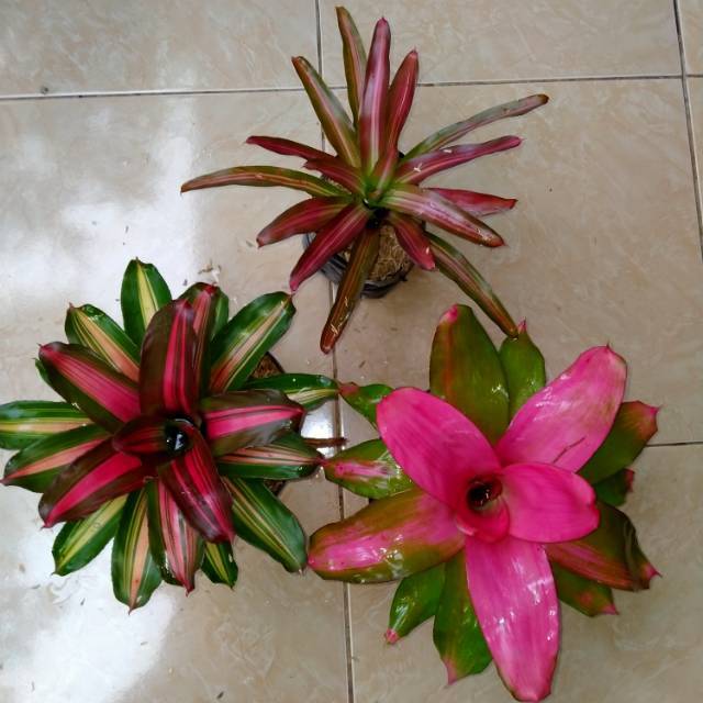 Promo 3, paket tanaman bromelia
