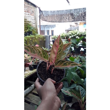 Aglonema Madam suroyo Mutasi