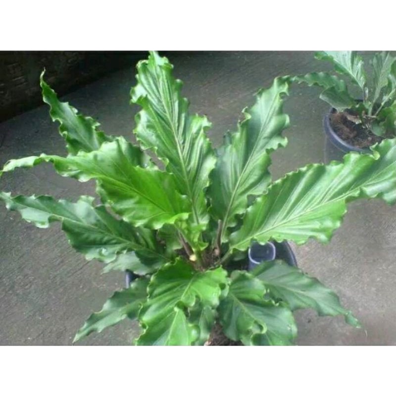 ( BISA COD) Tanaman hias antorium gelombang cinta/bibit antorium gelombang cinta Tanaman Hidup-,Bung