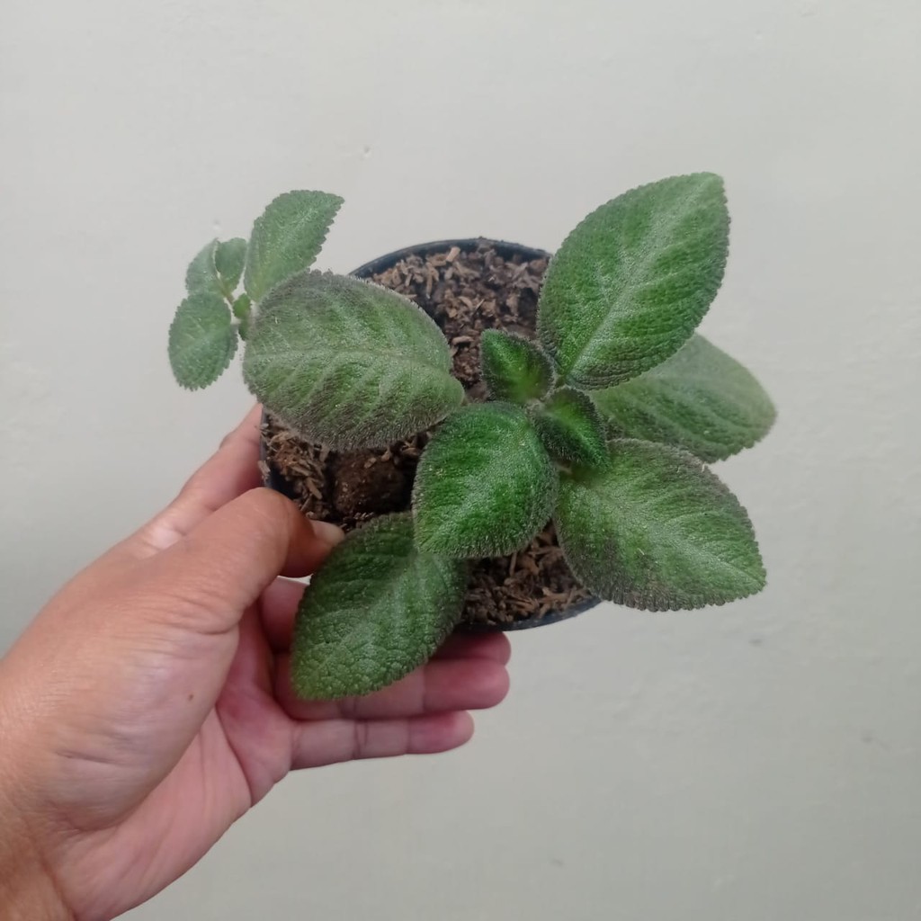 Bunga Episia Bunga Episcia Lilimon Tanaman Hias Bunga Murah