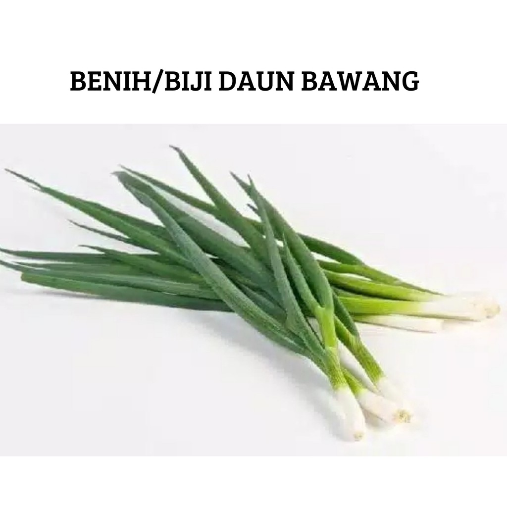 Benih Biji Daun Bawang