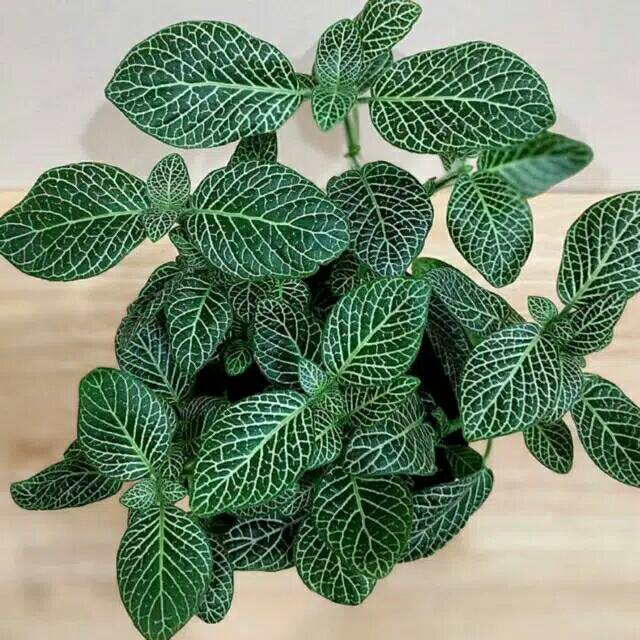 Tanaman hias episia mutiara