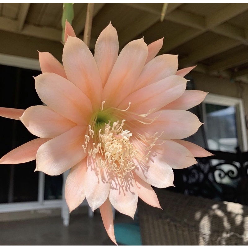 Bunga wijaya kusuma-bunga hidup-tanaman hidup-bunga hidup murah-bunga gantung hidup