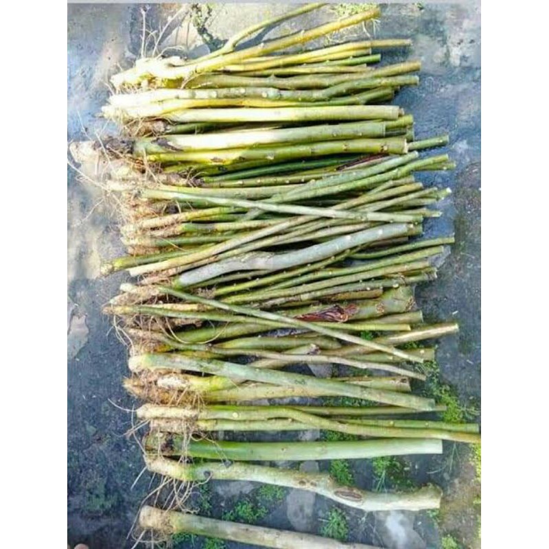 BAHAN BONSAI SERUT GRUPING/raft