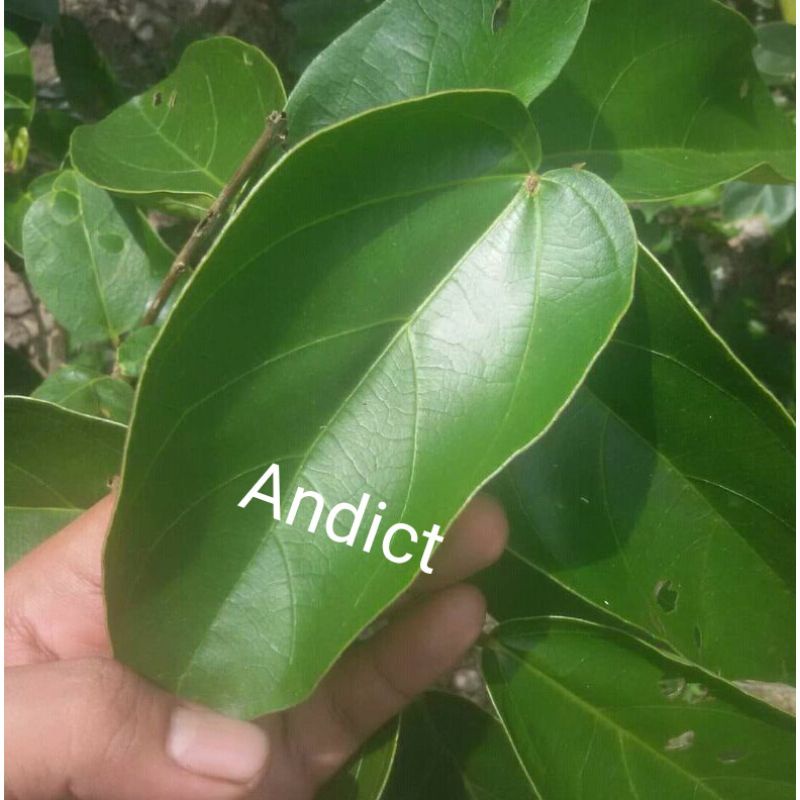 

daun cincau perdu hijau 1 kg