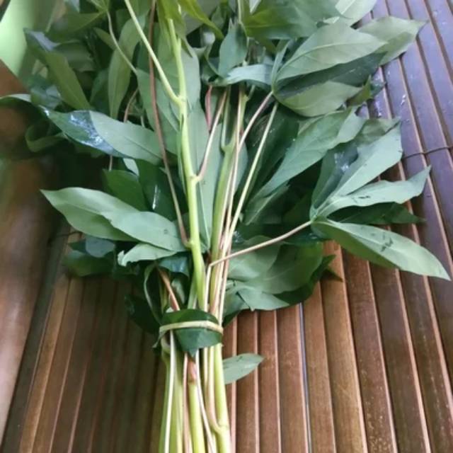 

Daun Singkong segar