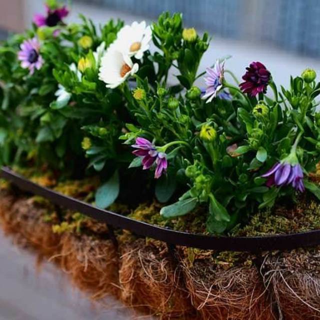 ummu_muhammad_ardiona