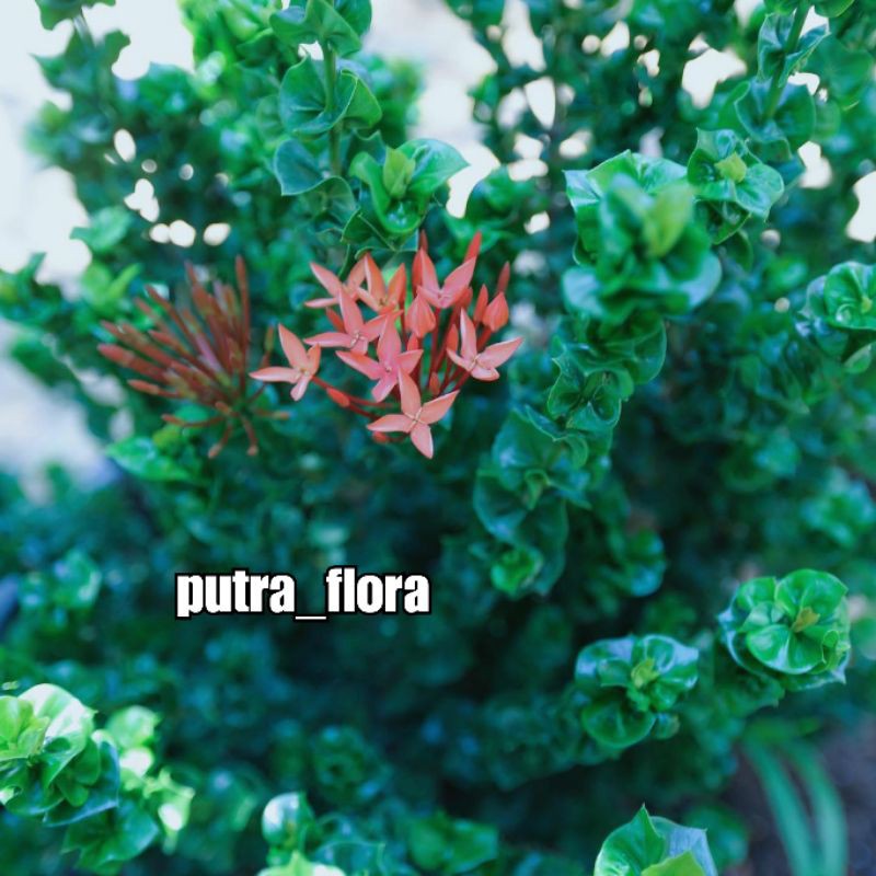 tanaman bunga asoka tusuk sate