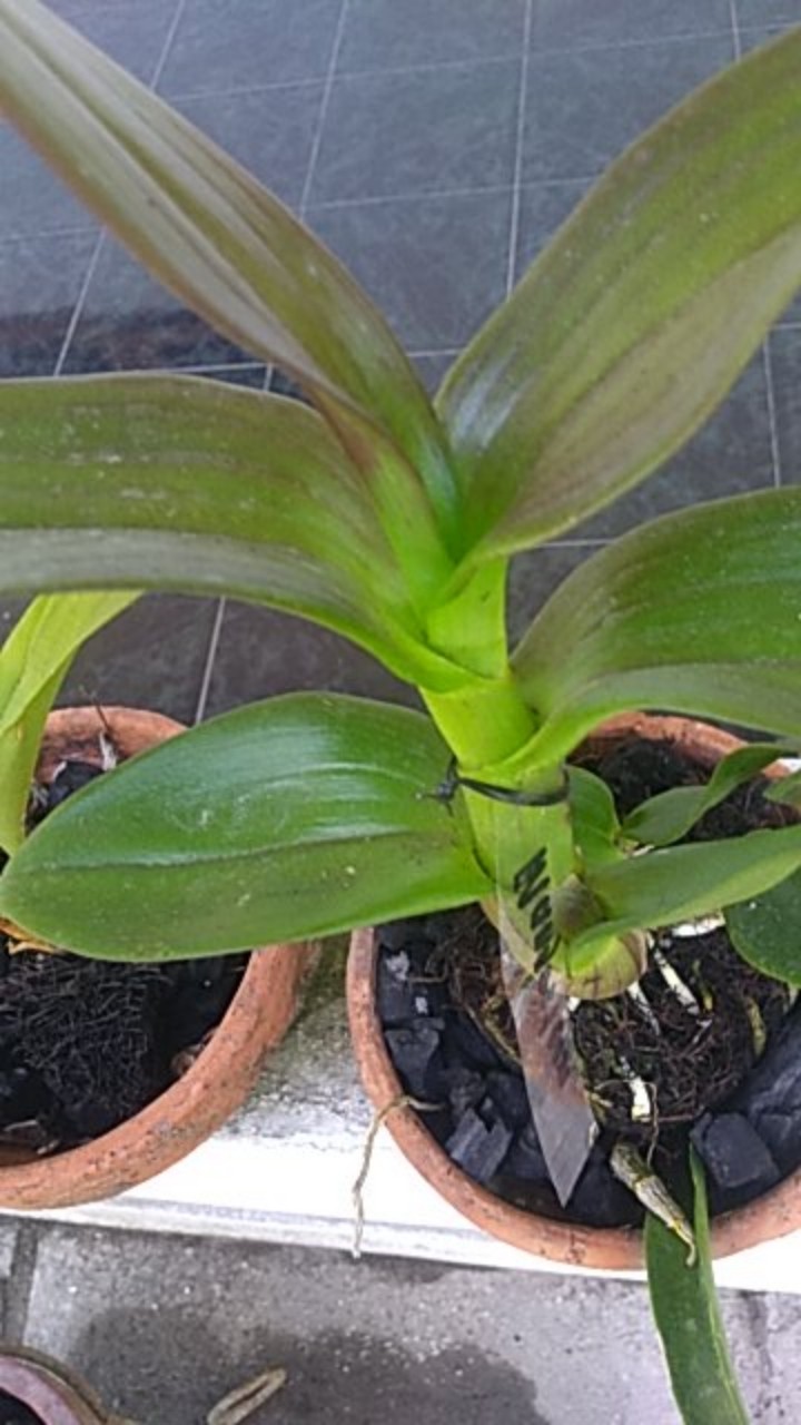 Dendrobium Mangosteen