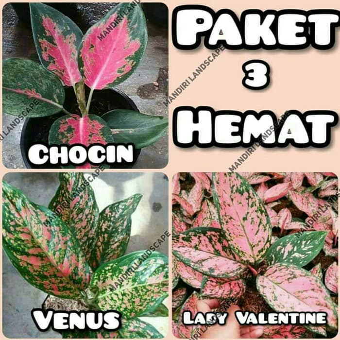 

Paket 3 Jenis Pohon Aglonema - Venus - Lady Valentine - Kocin