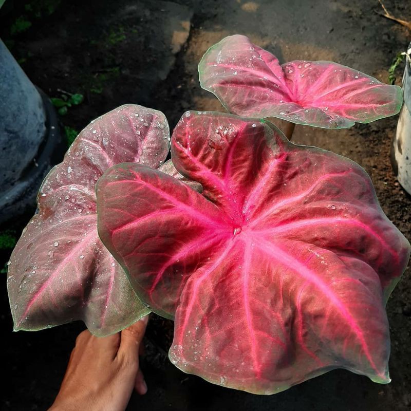 KELADI PATHALUNG/CALADIUM/TANAMAN HIAS/BUNGA/ANAK/BIBIT/MERAH/PINK/IMPOR