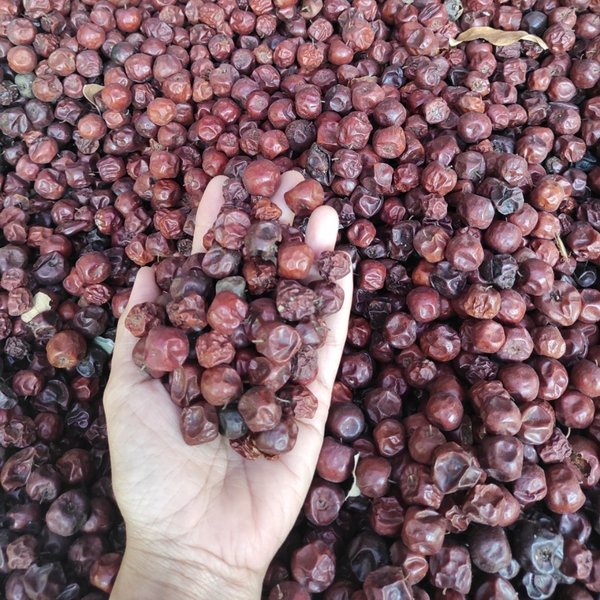 TERMURAH Buah Bidara Arab Sidr Kering Untuk Bibit VIRRALL