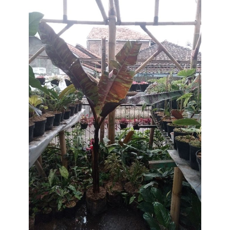 Pisang Variegata Merah