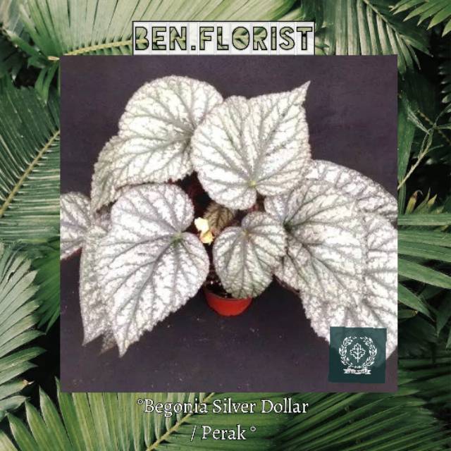 Begonia Silver dollar / begonia perak