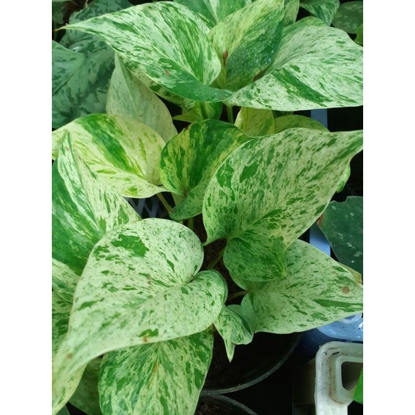 Sirih Gading Marble Queen