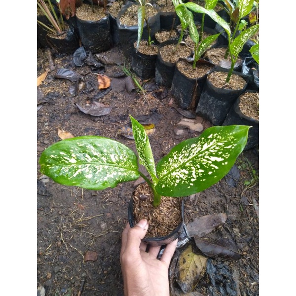 tanaman hias aglonema beras tumpah/ blanceng beras tumpah