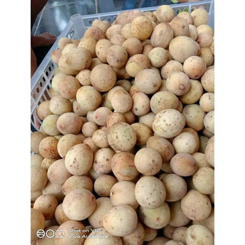 

BUAH DUKUH CIAMIS