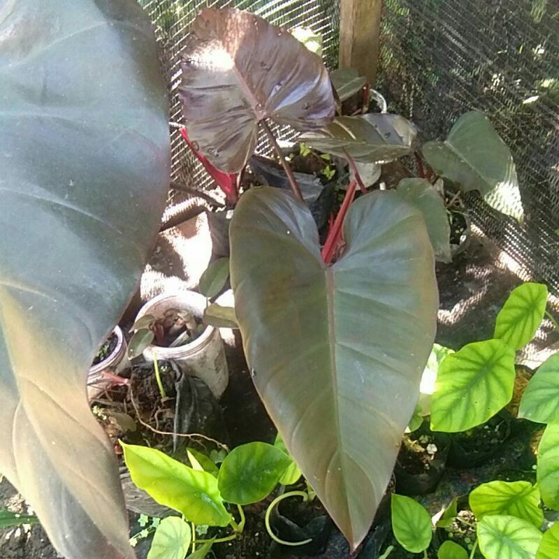 philodendron black majesty