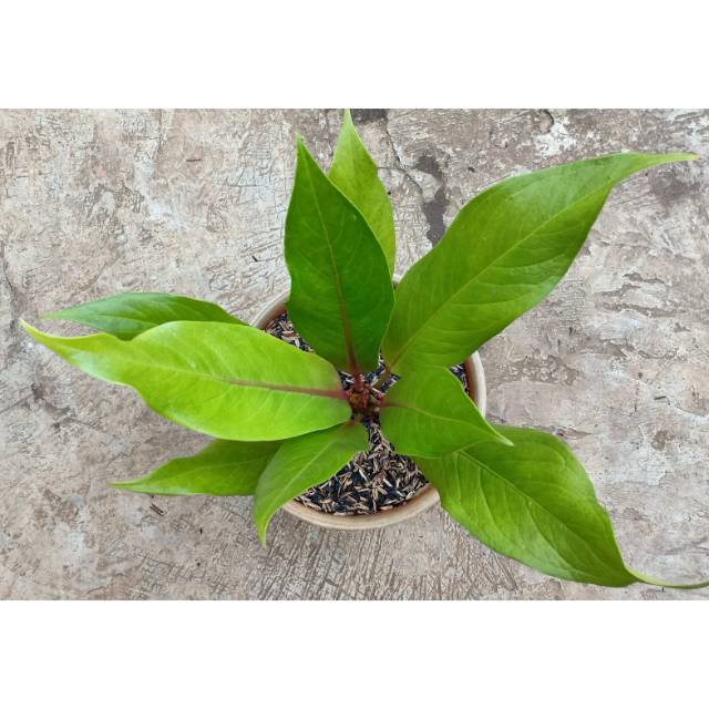 Anthurium Jenmani batang Merah