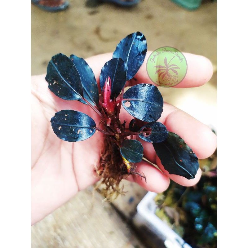 Bucephalandra sp sanggau "Eclipse"