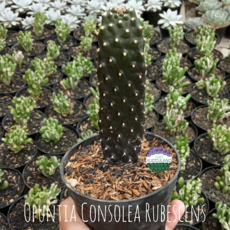 Sukulen dan Kaktus | Opuntia Consolea Rubescens