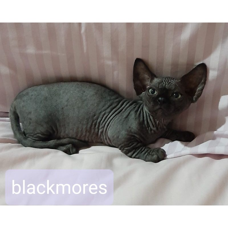 Kucing bambino betinaUmur  3 bln warna black solid