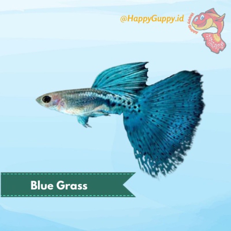 Ikan Hias Guppy Blue Grass