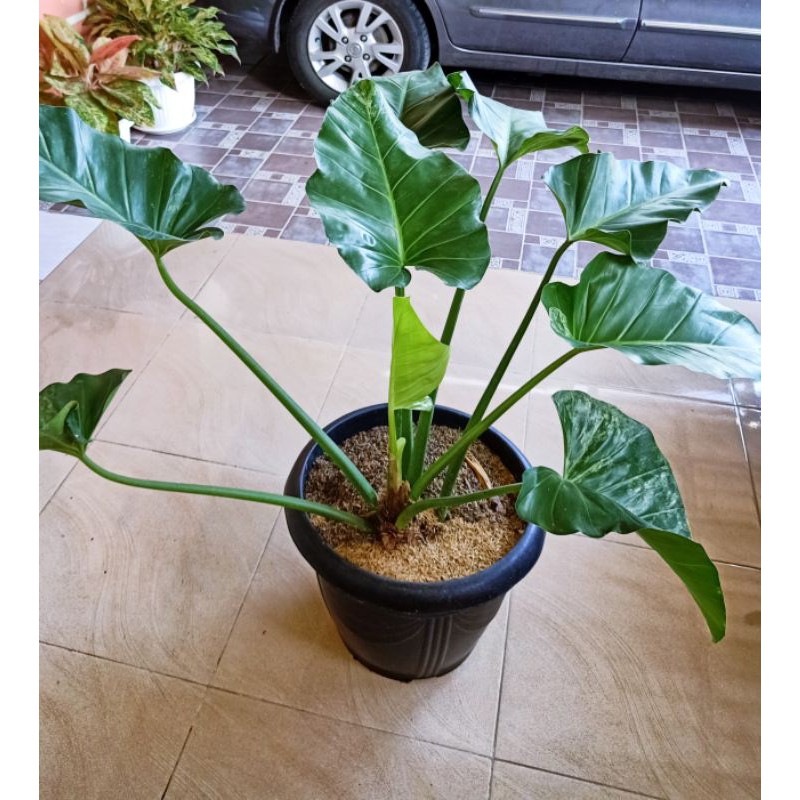 Philo Marbel varigata