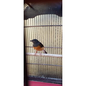 anakan burung murai medan x medan pasaman