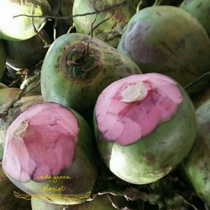 

Degan Ijo / Degan Obat / Kelapa Muda / Kelapa Wulung (BERKUALITAS)