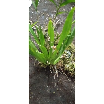 Anggrek spesies hutan/bunga mini