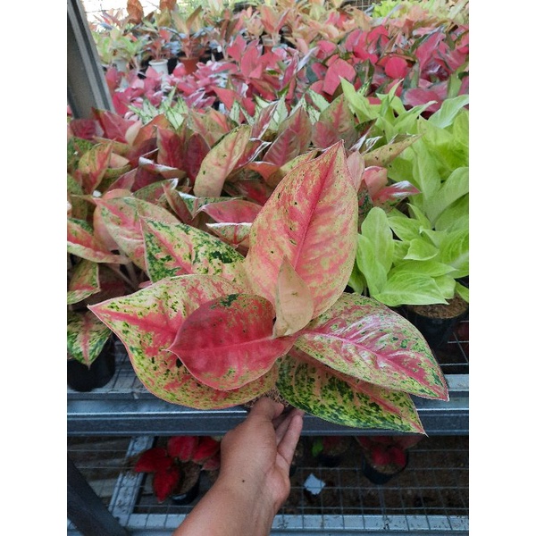 Aglonema Mahaseti