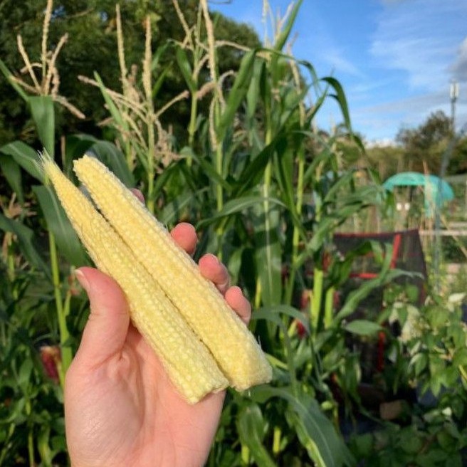 

JAGUNG BABY SEGAR / JAGUNG MUDA SEGAR / BABY CORN FRESH