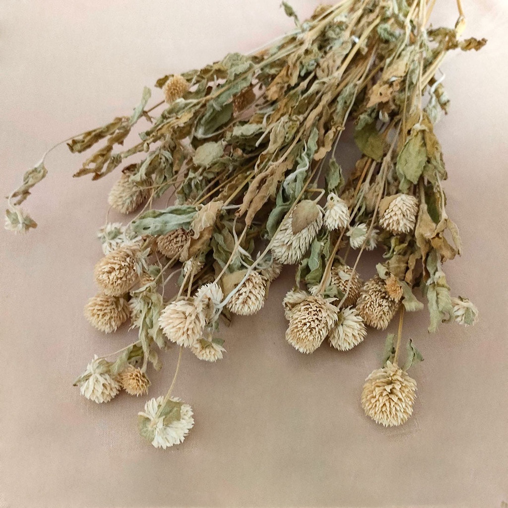 Dried Flower Gomphrena Bunga Kering Import Asli Dekorasi Hias Buket