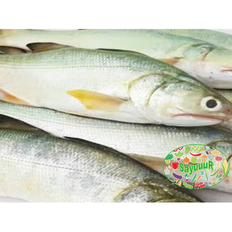 

ikan senangin