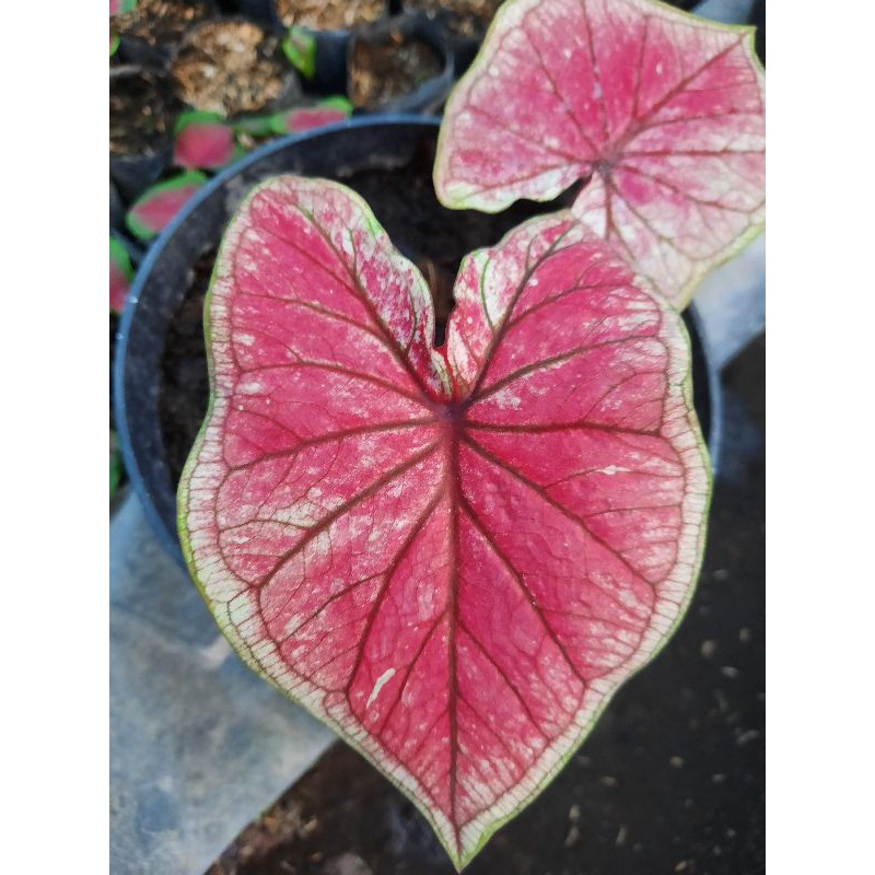 Caladium Keladi Srikandi Murah