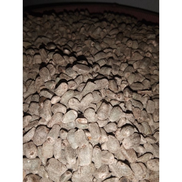 bibit porang (spora)