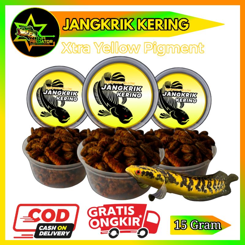 Jangkrik Kering Yellow Pakan Channa Maru 15 Gram