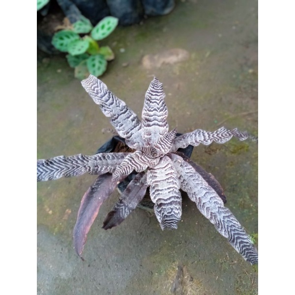 Cryptanthus zonatus/ bromelia lidah tokek