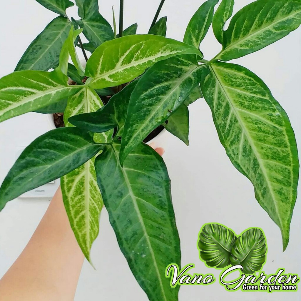 syngonium angustatum / littlestar / fivefinger