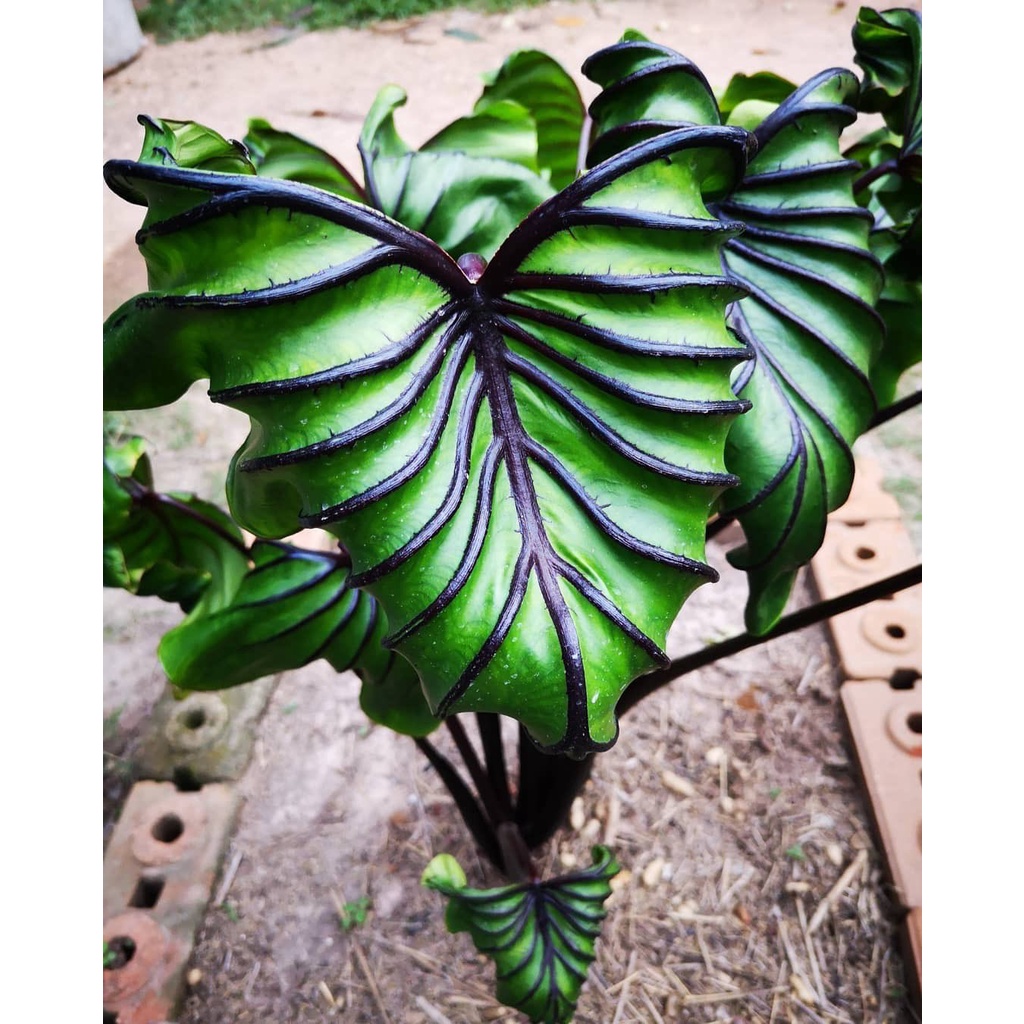 Tanaman hias pharaok pharaoh mask siap tanam