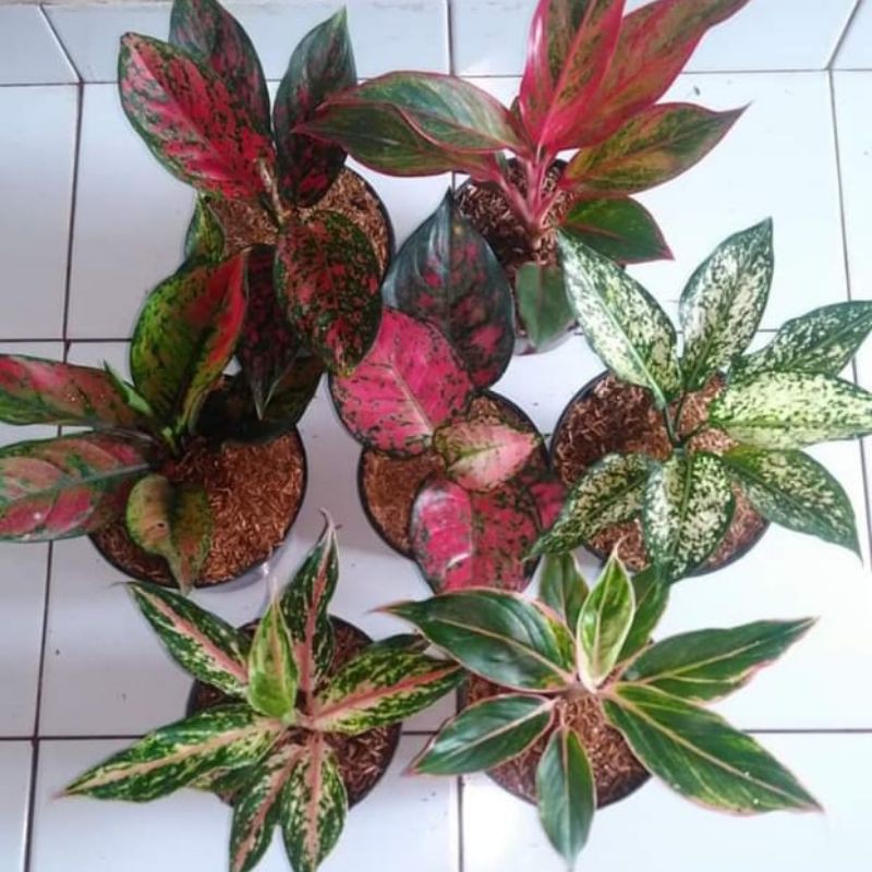 (COD) Paket aglonema 7 jenis DAUN 5+6+7+8