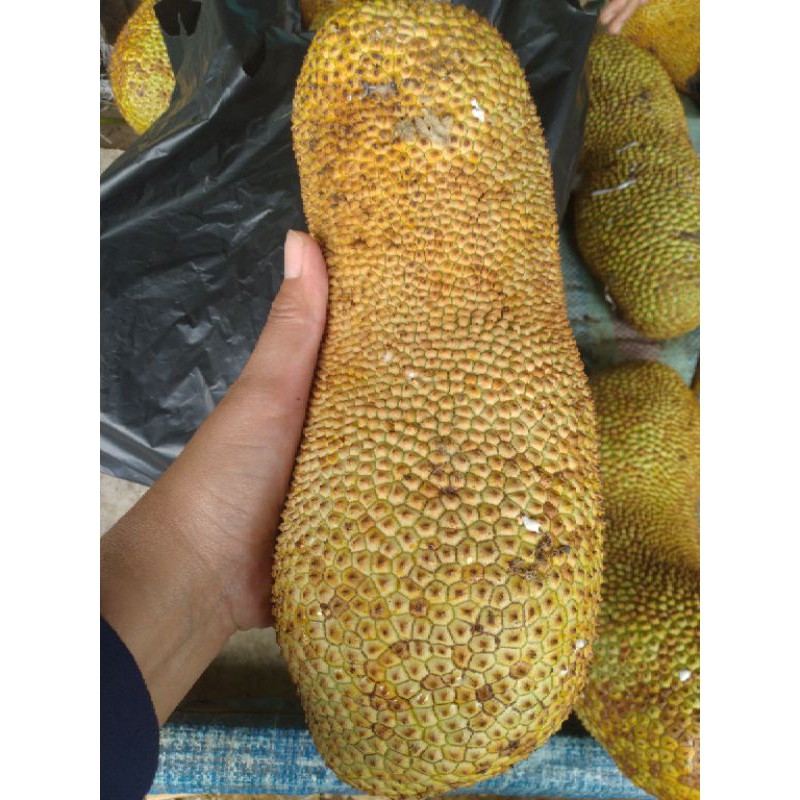 

Buah Cepedak