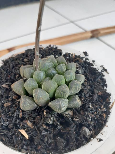 Tanaman hias kaktus sekulen haworthia coperi