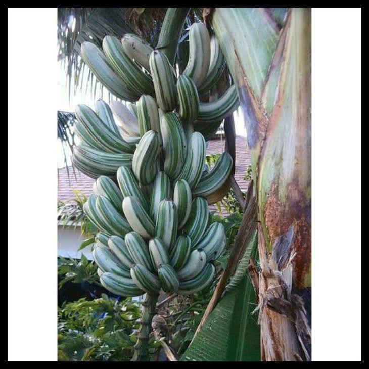 Jual Bibit Pisang Varigata