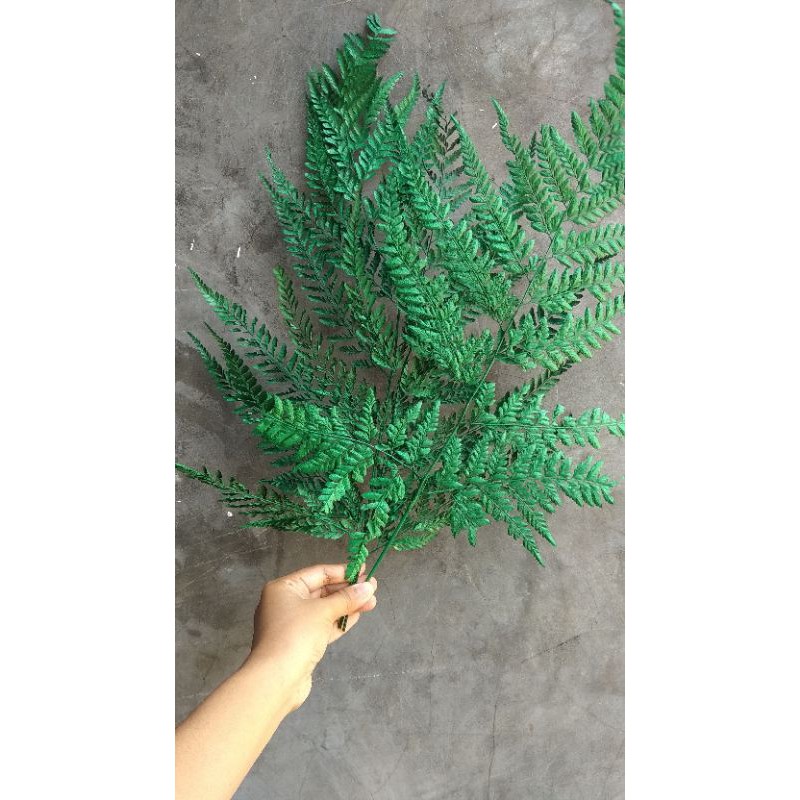 daun pakis kering warna hijau