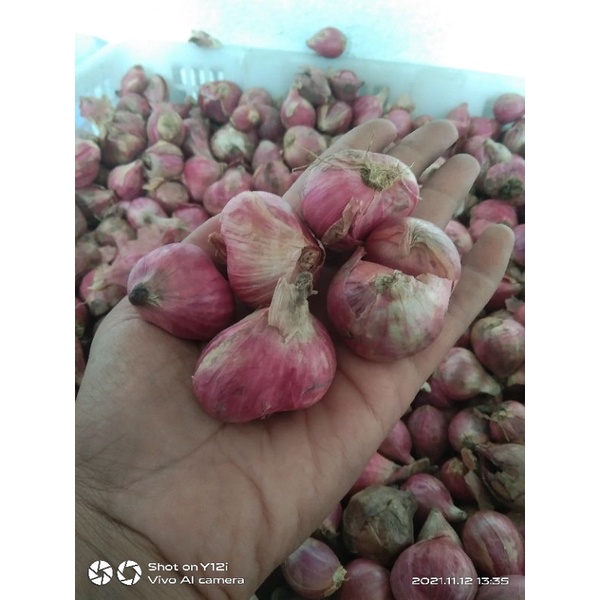 

bawang merah Brebes