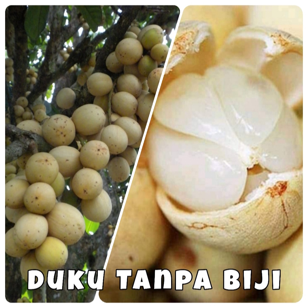 bibit dukuh tanpa biji paket berkah